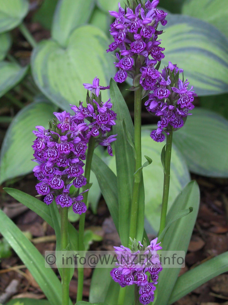 Dactylorhiza maculata 01.JPG